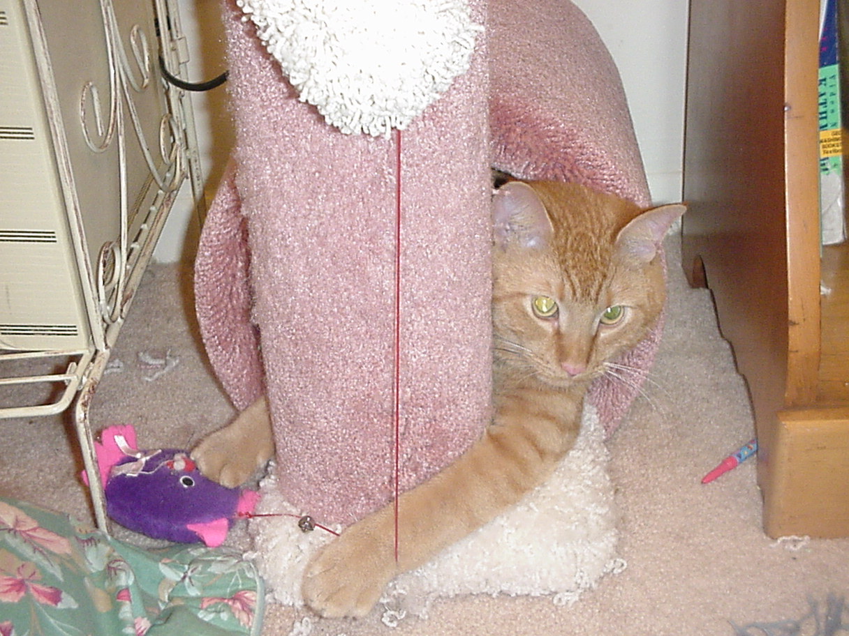 Solomon In A Toy.jpg